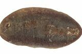 Fossil Sea Cucumber (Achistrum) Pos/Neg - Mazon Creek #262541-1